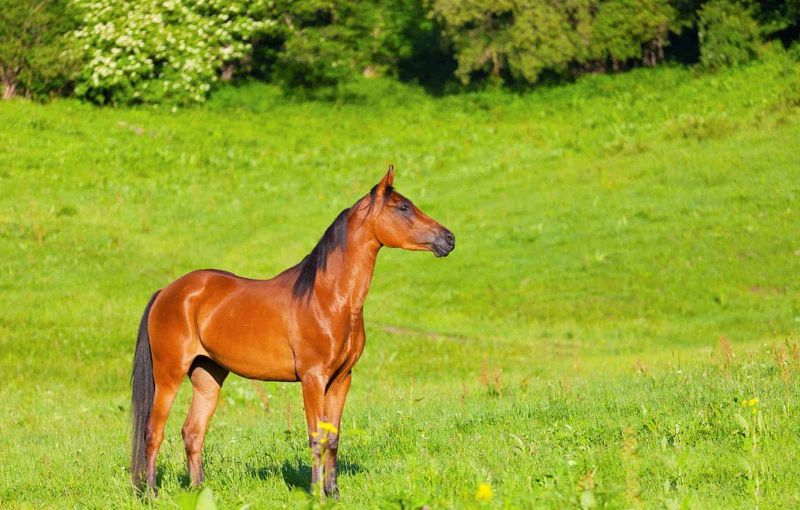 8 Clear Signs That Show Your Horse Is Happy and Thriving