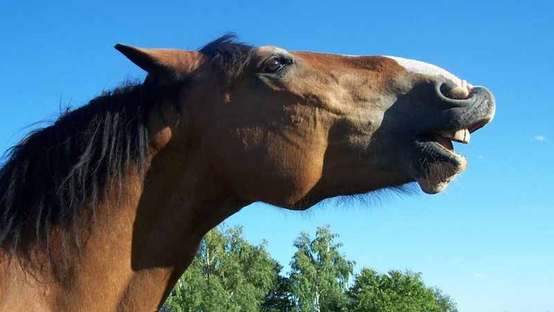 8 Clear Signs That Show Your Horse Is Happy and Thriving