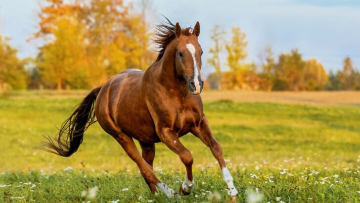 8 Clear Signs That Show Your Horse Is Happy and Thriving