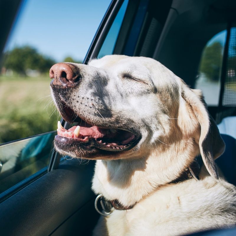 8 Dog Breeds That Love to Travel and 8 That Prefer to Stay Home