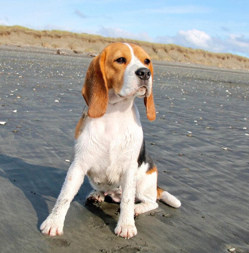 8 Dog Breeds That Love to Travel and 8 That Prefer to Stay Home