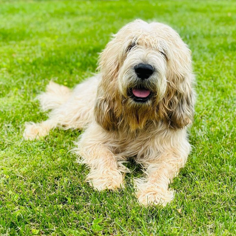 8 Dog Breeds You’ll Want to Know Before They’re Gone