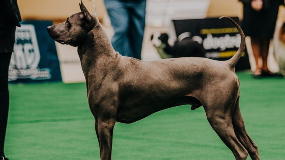 8 Dog Breeds You’ll Want to Know Before They’re Gone