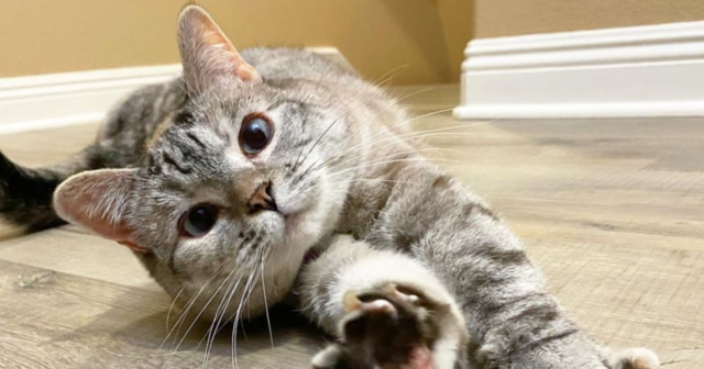 8 Early Signs of Arthritis in Cats to Keep an Eye On