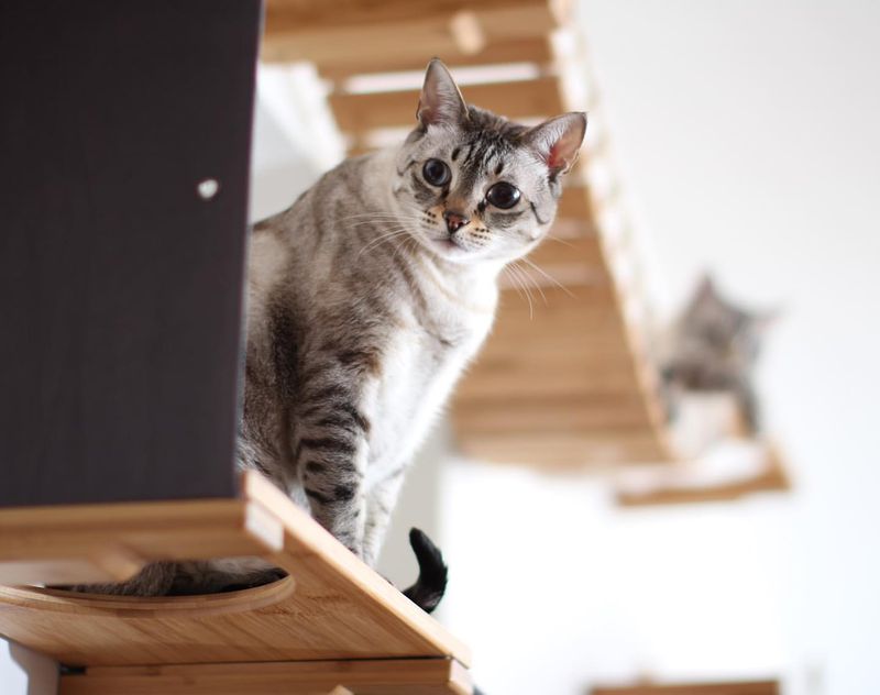 8 Early Signs of Arthritis in Cats to Keep an Eye On