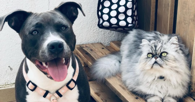 8 Feline Divas Who Won’t Share the Stage with Dogs