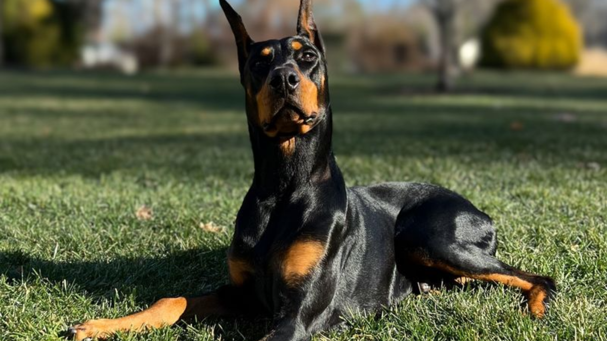 8 Overprotective Dog Breeds That Take Guard Duty to the Extreme