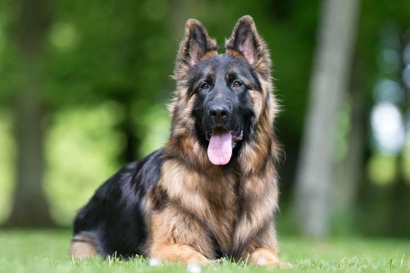 8 Stunning German Shepherd Lookalikes You’ll Love to Meet