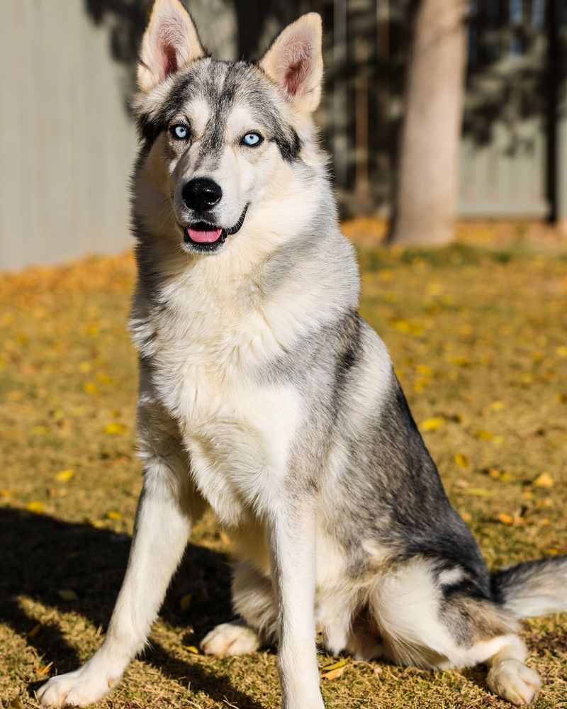 8 Stunning German Shepherd Lookalikes You’ll Love to Meet