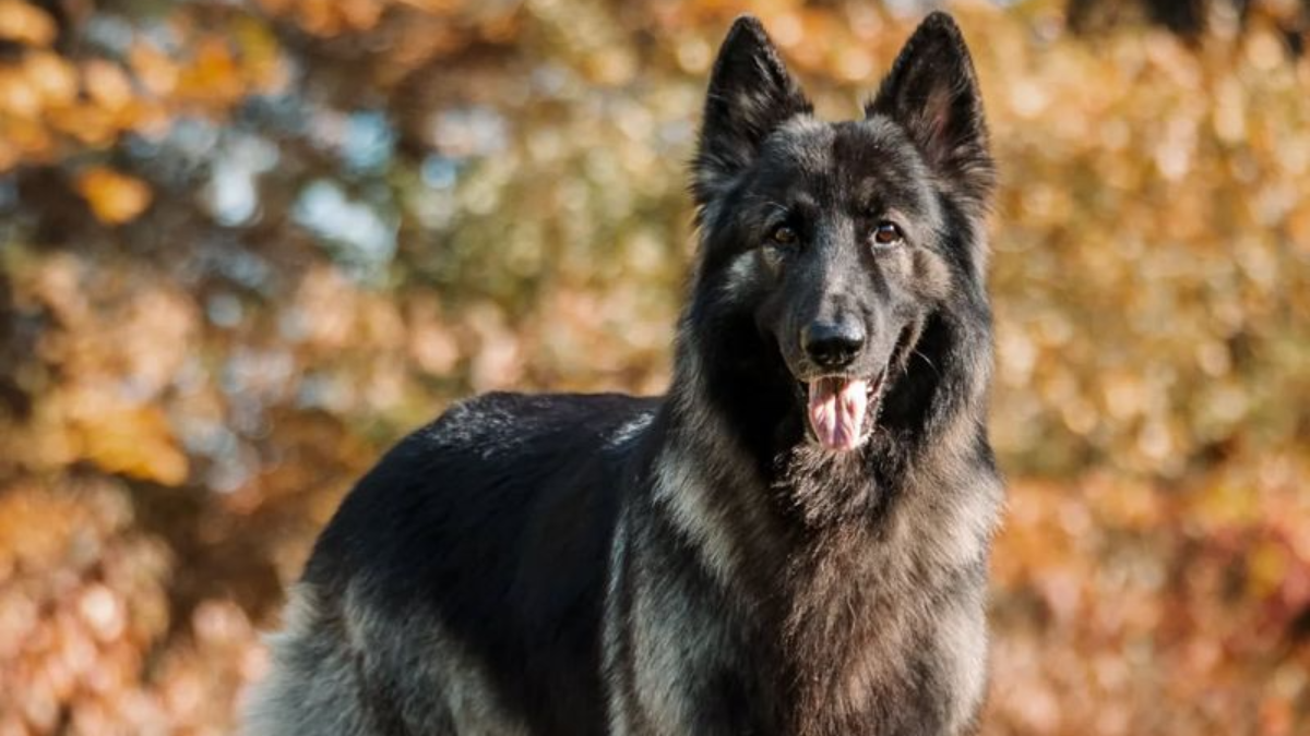 8 Stunning German Shepherd Lookalikes You’ll Love to Meet