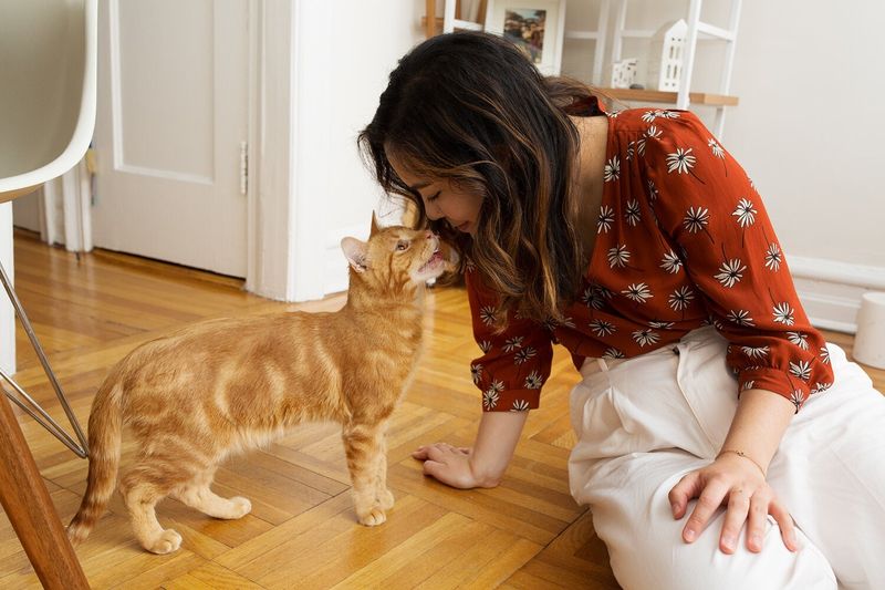 9 Clever Tricks to Keep Your Cat Calm and Comfortable When You Have Guests Over