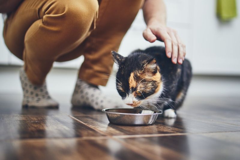 9 Clever Tricks to Keep Your Cat Calm and Comfortable When You Have Guests Over