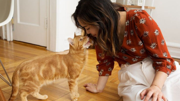 9 Clever Tricks to Keep Your Cat Calm and Comfortable When You Have Guests Over