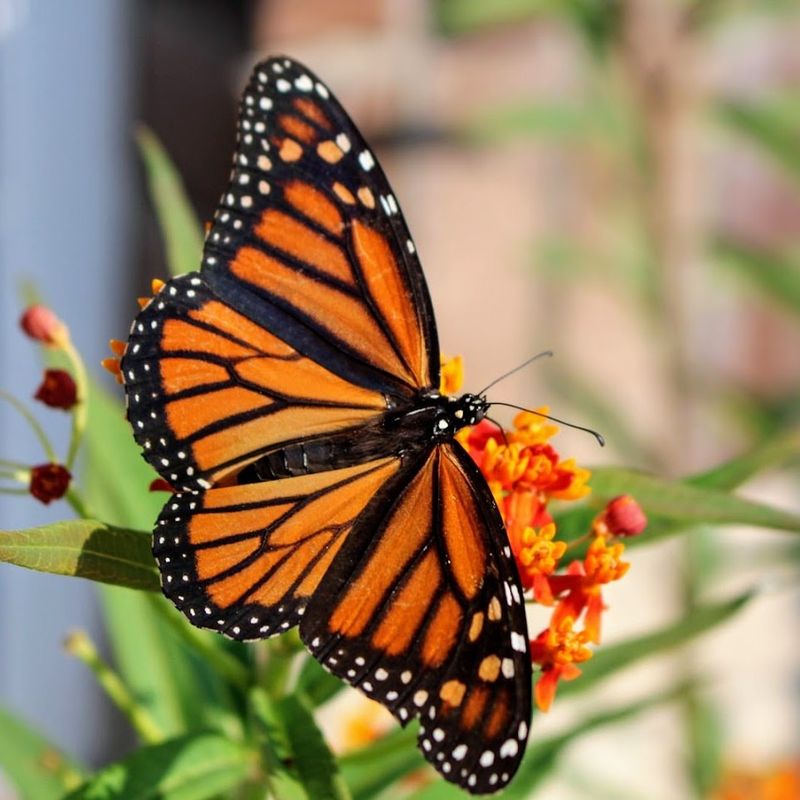 9 Fascinating Animals That Snack on Poison – and Somehow Live to Tell the Tale