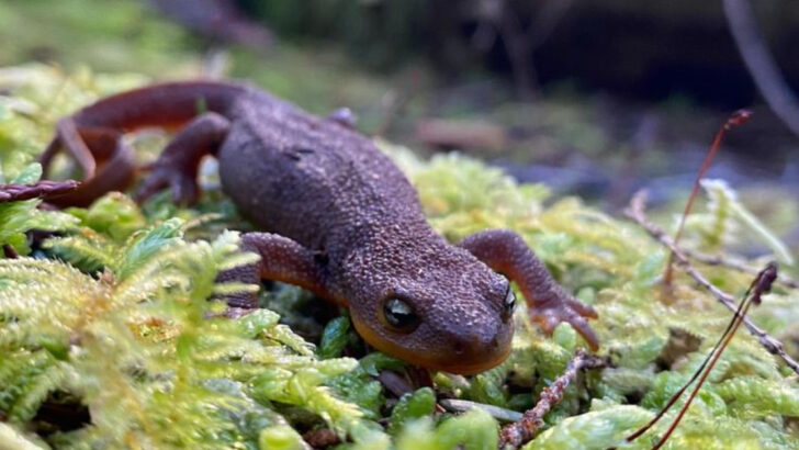 9 Fascinating Animals That Snack on Poison – and Somehow Live to Tell the Tale