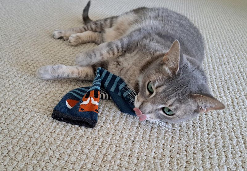 9 Fun and Easy DIY Cat Toys You Can Make at Home Right Now