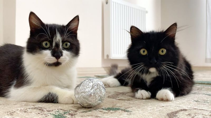 9 Fun and Easy DIY Cat Toys You Can Make at Home Right Now