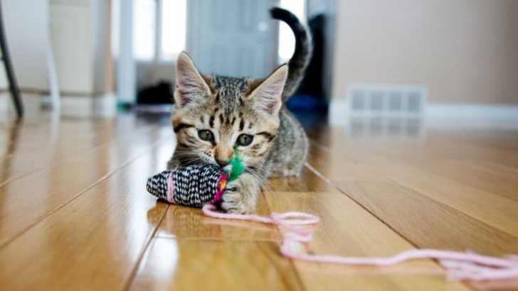 9 Fun and Easy DIY Cat Toys You Can Make at Home Right Now