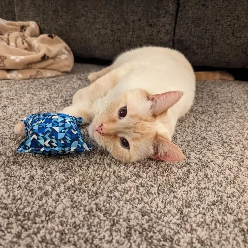 9 Fun and Easy DIY Cat Toys You Can Make at Home Right Now