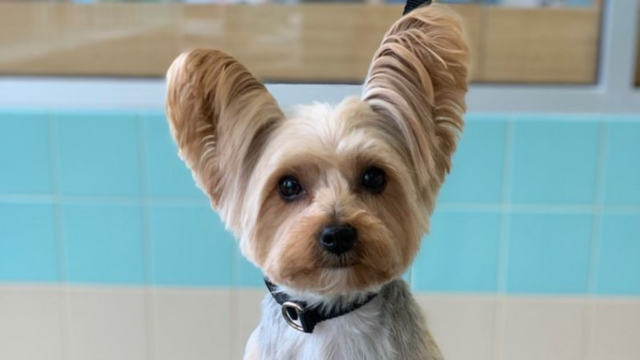 9 Hypoallergenic Dog Breeds Perfect for People Who Can’t Handle Hair Everywhere