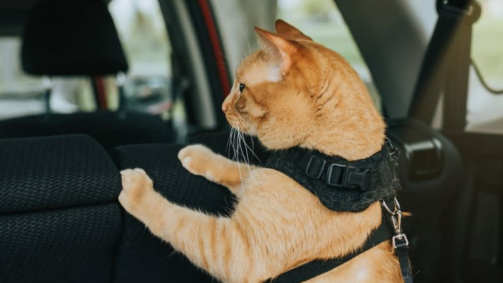 9 Must-Know Tips For Traveling With Your Cat to Make Your Life Easier