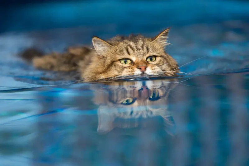 9 Possible Theories That Explain Why Some Cats Hate Water