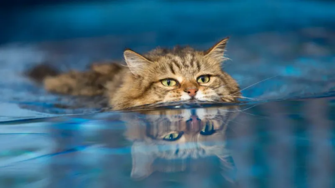 Cats Hates Water photo