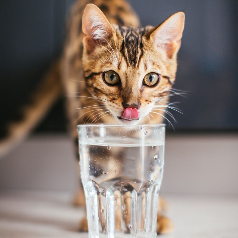 9 Possible Theories That Explain Why Some Cats Hate Water