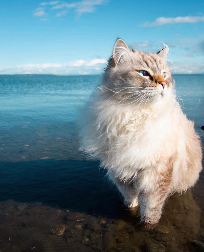 9 Possible Theories That Explain Why Some Cats Hate Water