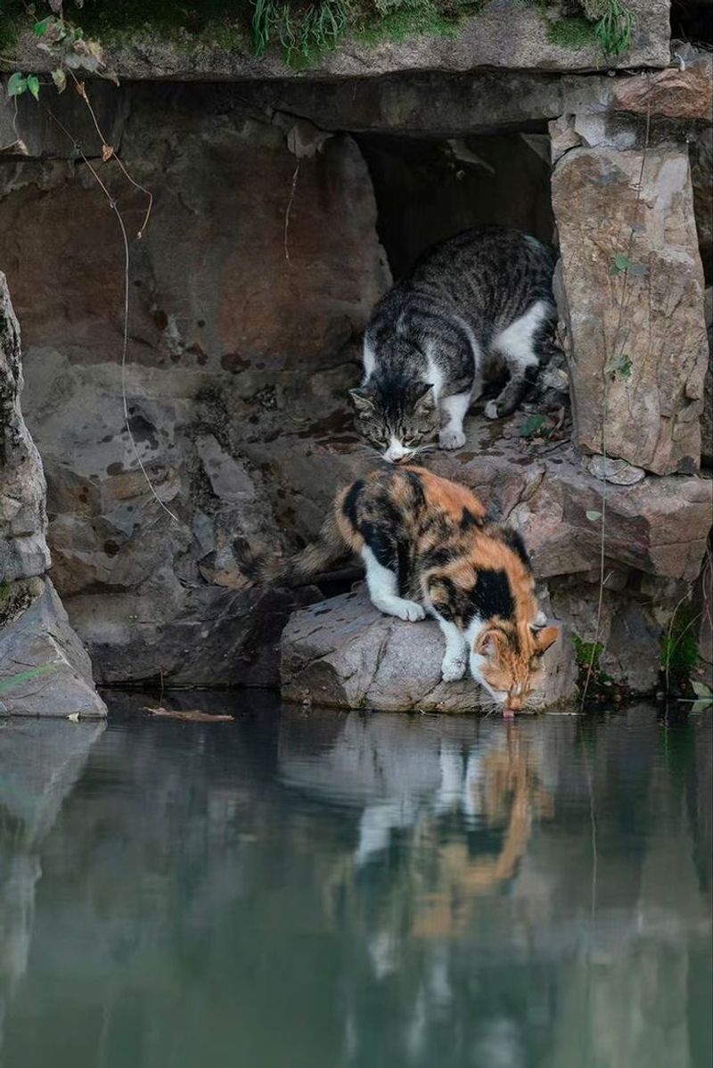 9 Possible Theories That Explain Why Some Cats Hate Water