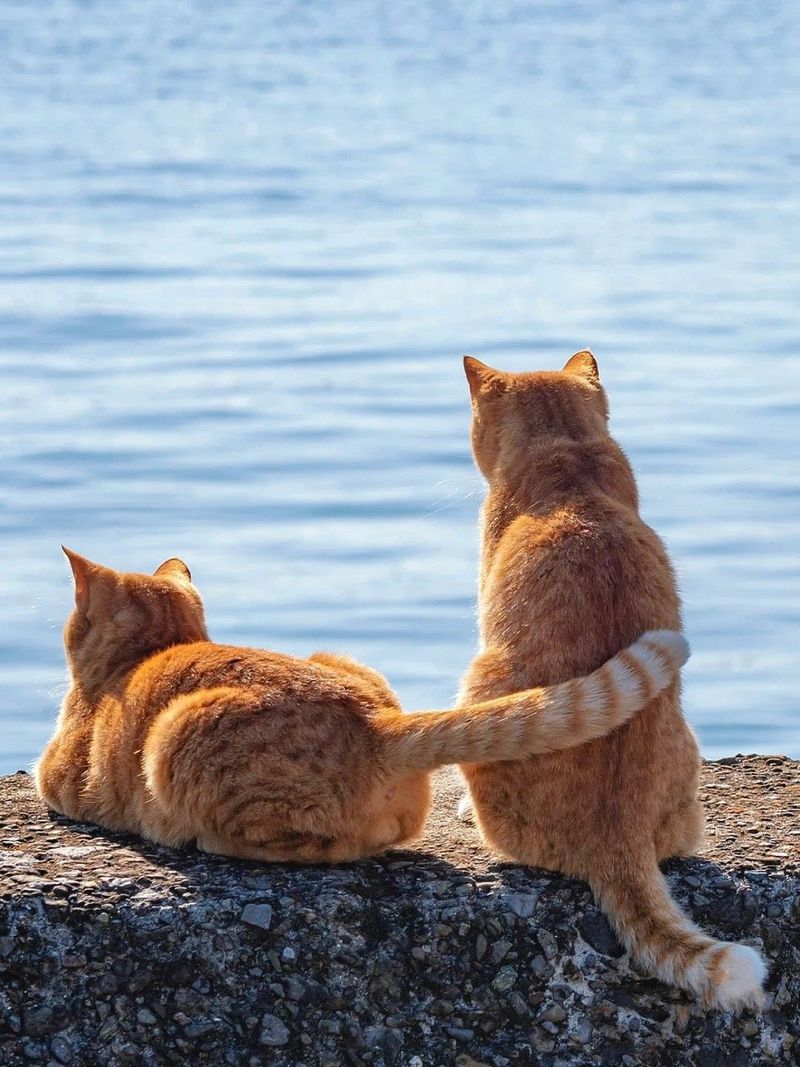 9 Possible Theories That Explain Why Some Cats Hate Water