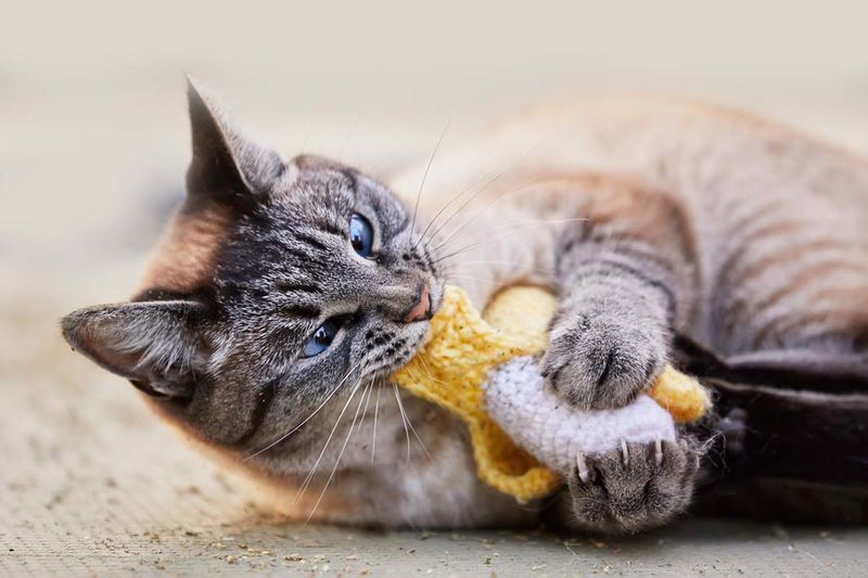 9 Reasons Why Your Cat Is Eating Cat Litter and How to Address It, According to Experts