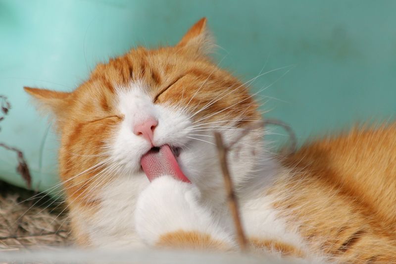 9 Reasons Why Your Cat Is Eating Cat Litter and How to Address It, According to Experts