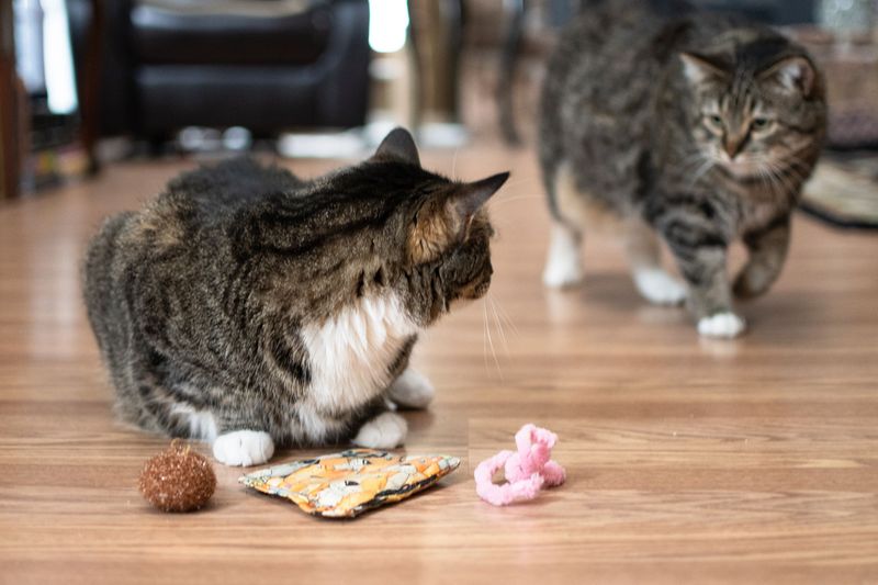 9 Reasons Why Your Cat Is Eating Cat Litter and How to Address It, According to Experts