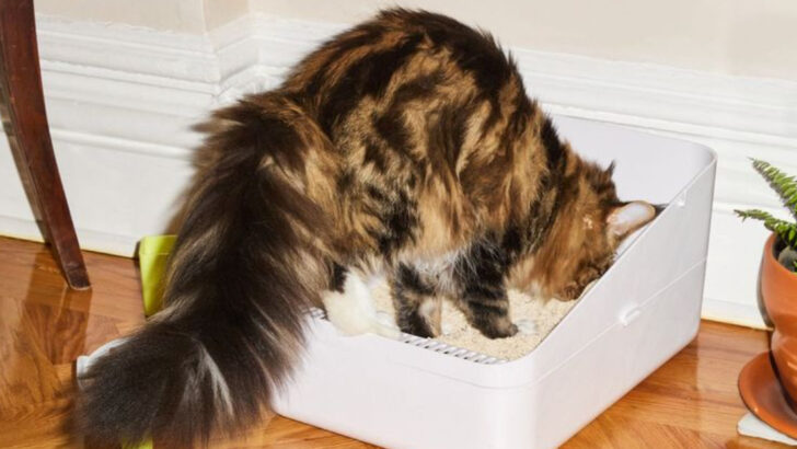 9 Reasons Why Your Cat Is Eating Cat Litter and How to Address It, According to Experts