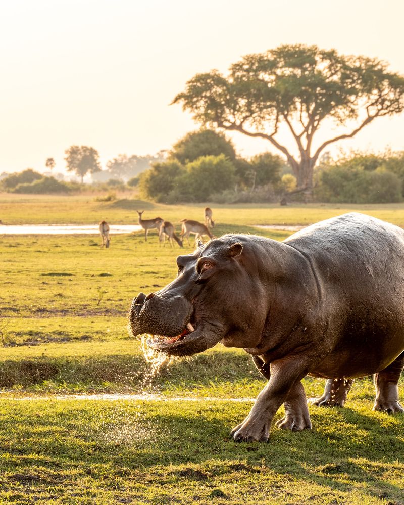 9 of the World’s Most Aggressive Animals You Definitely Don’t Want to Encounter