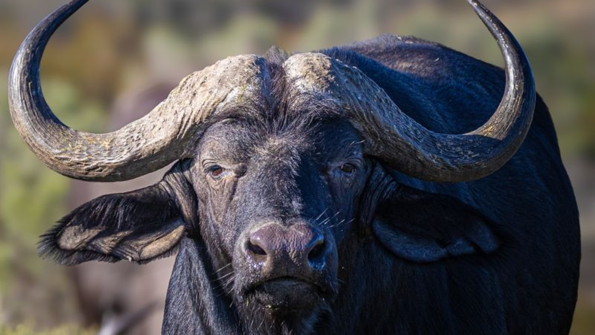 9 of the World’s Most Aggressive Animals You Definitely Don’t Want to Encounter