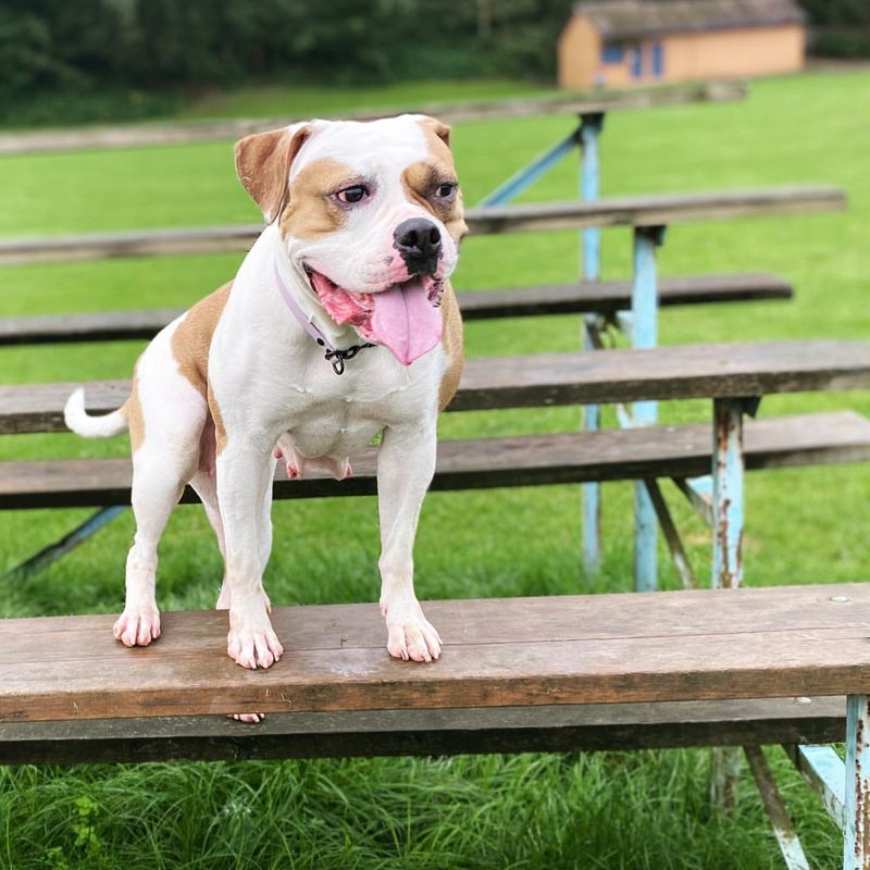 A Surprising List of 15 Dog Breeds That Are Being Banned Across the USA