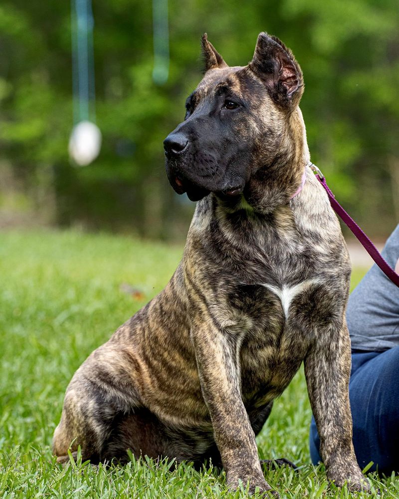 A Surprising List of 15 Dog Breeds That Are Being Banned Across the USA