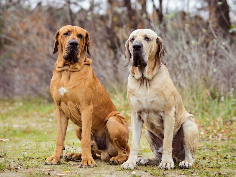 A Surprising List of 15 Dog Breeds That Are Being Banned Across the USA