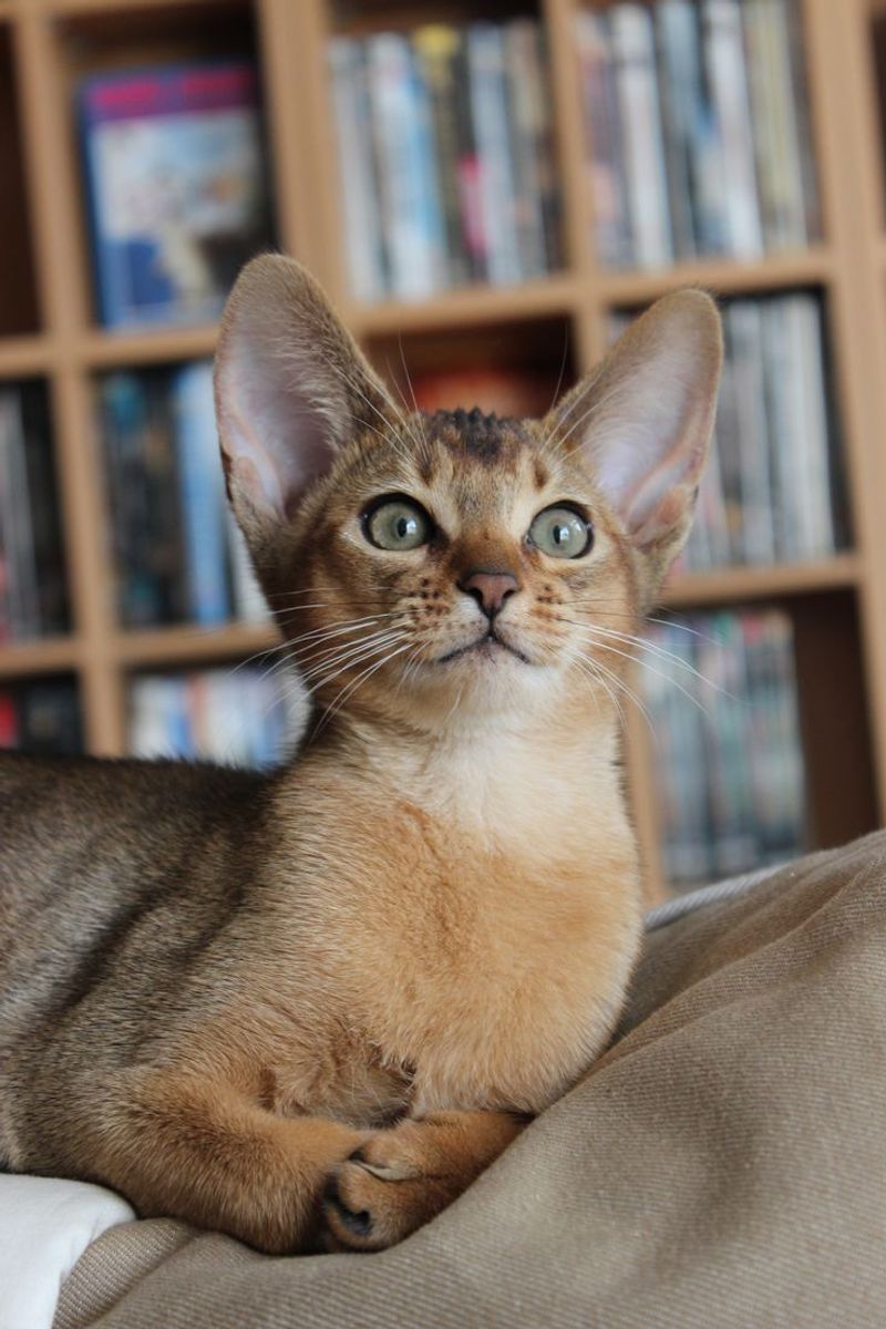 Abyssinian