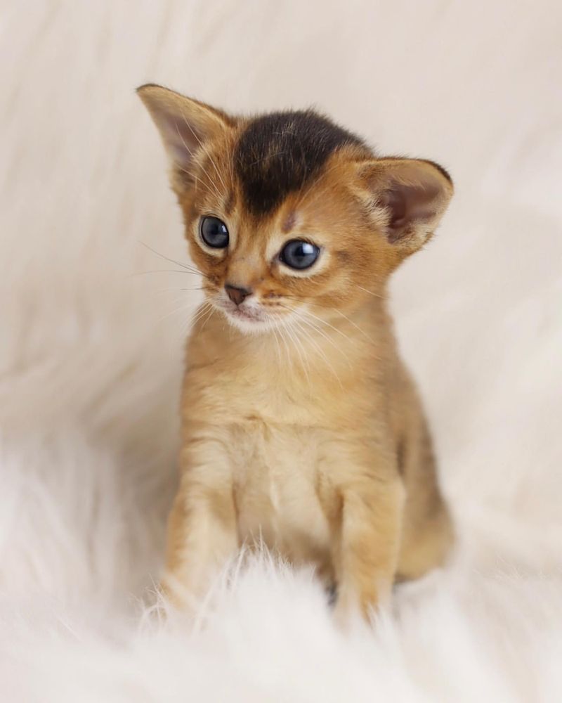 Abyssinian