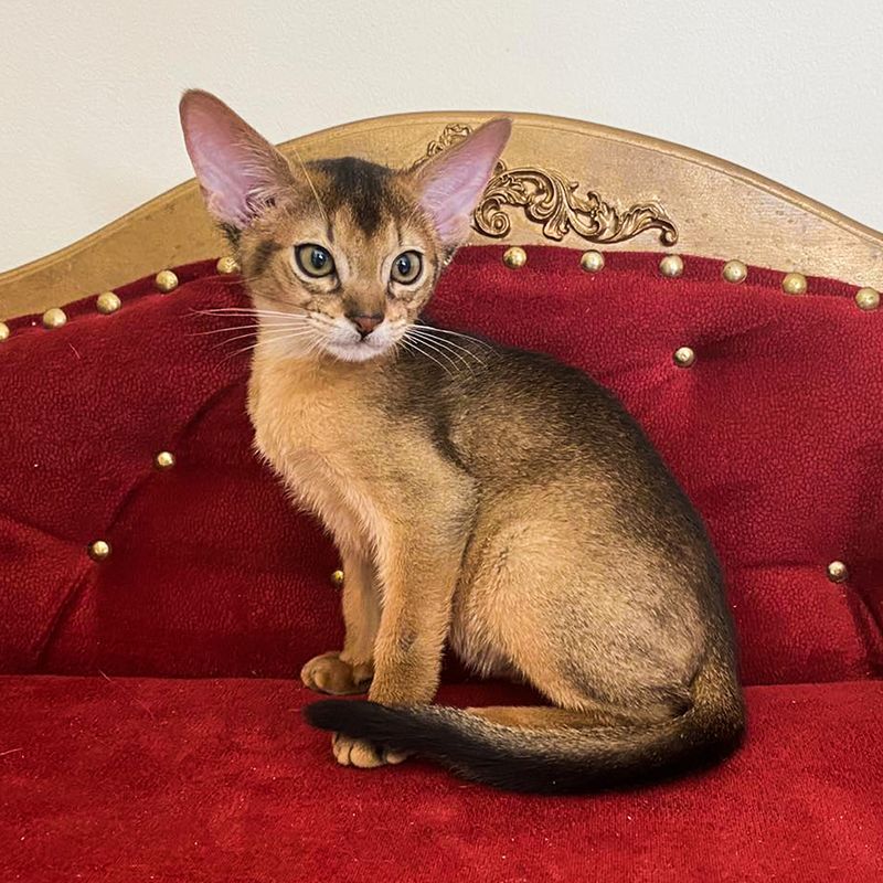 Abyssinian