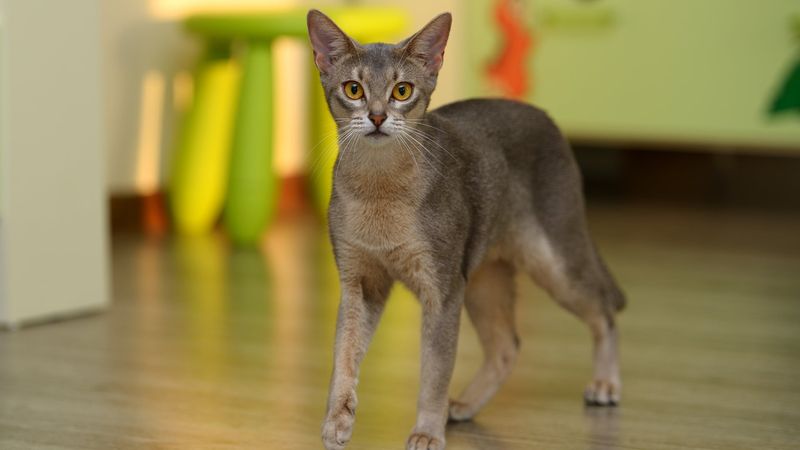 Abyssinian