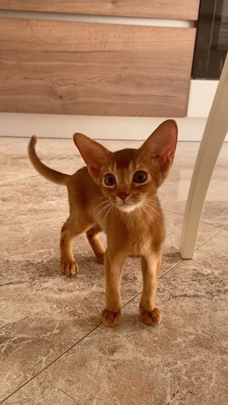 Abyssinian