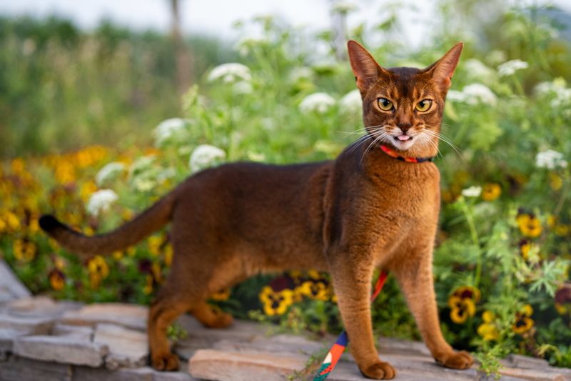 Abyssinian