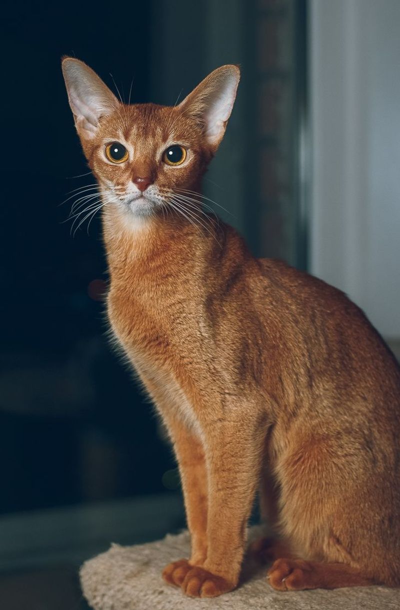 Abyssinian Cat