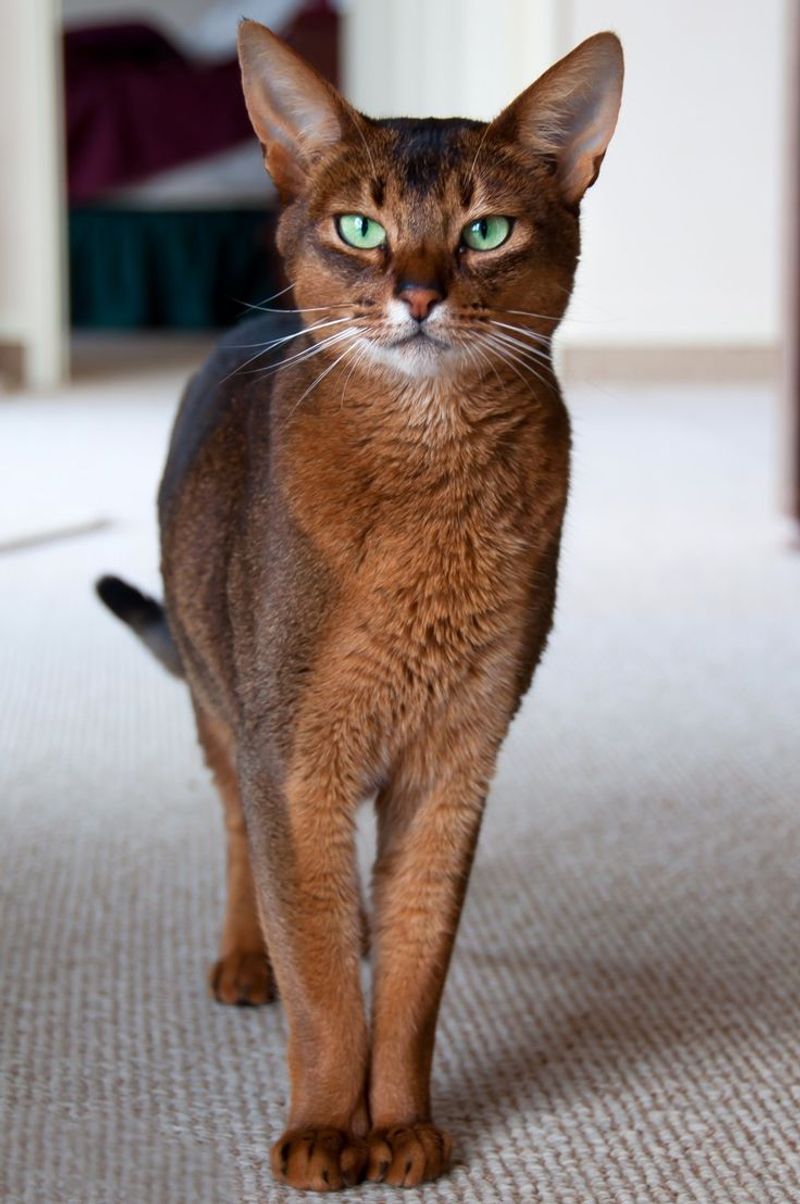 Abyssinian Cat