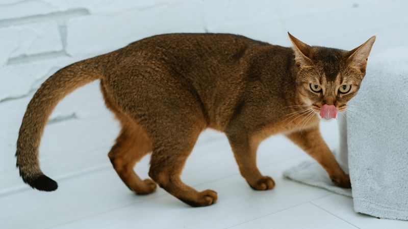 Abyssinian Cats: Always on the Move