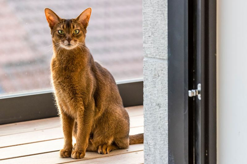 Abyssinian: The Agile Protector